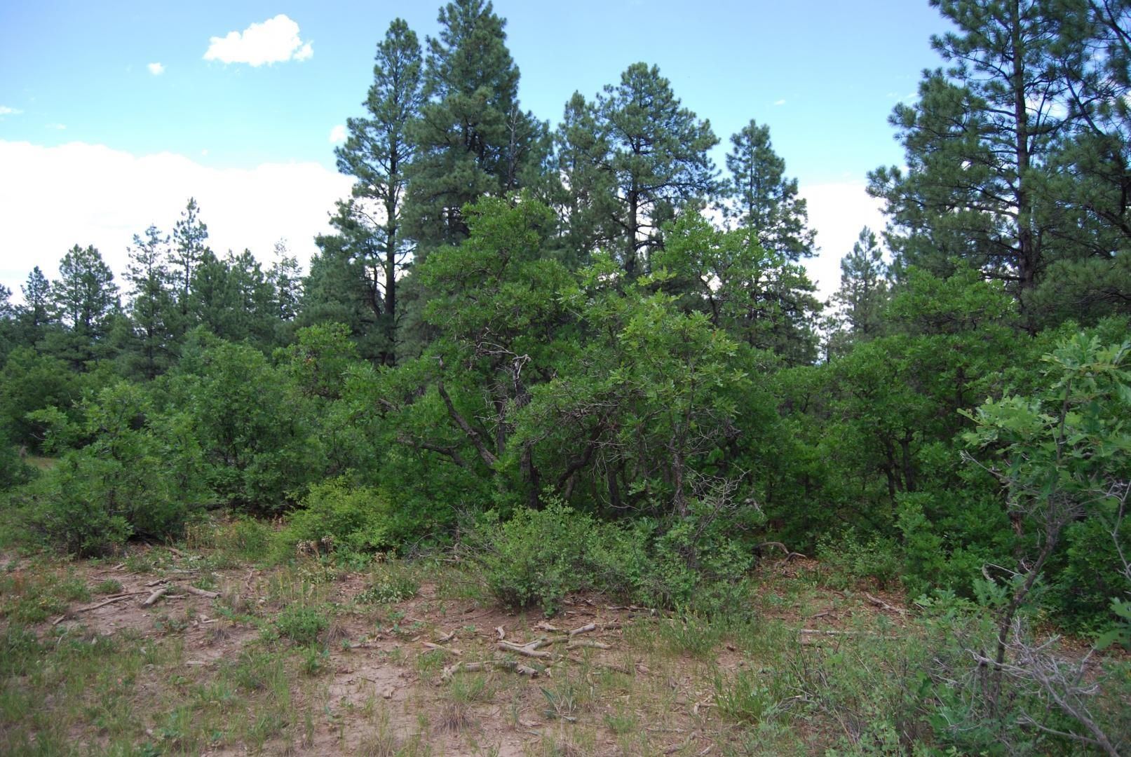 5.45 acres in Archuleta County, Colorado