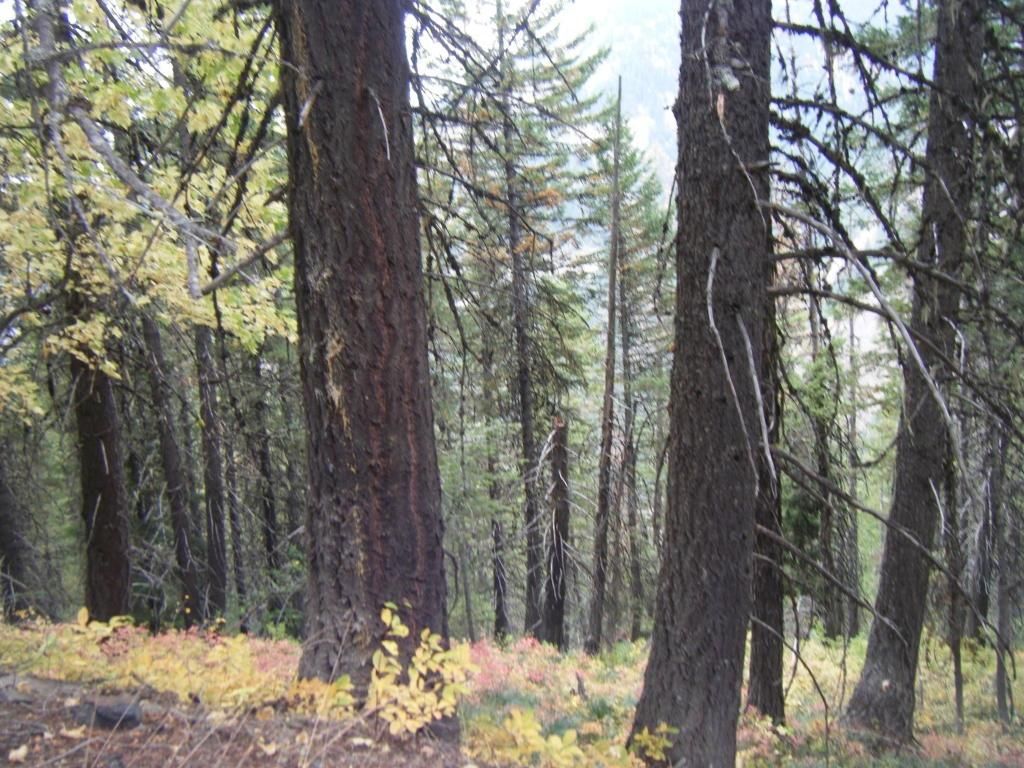 259 acres in Shoshone County, Idaho