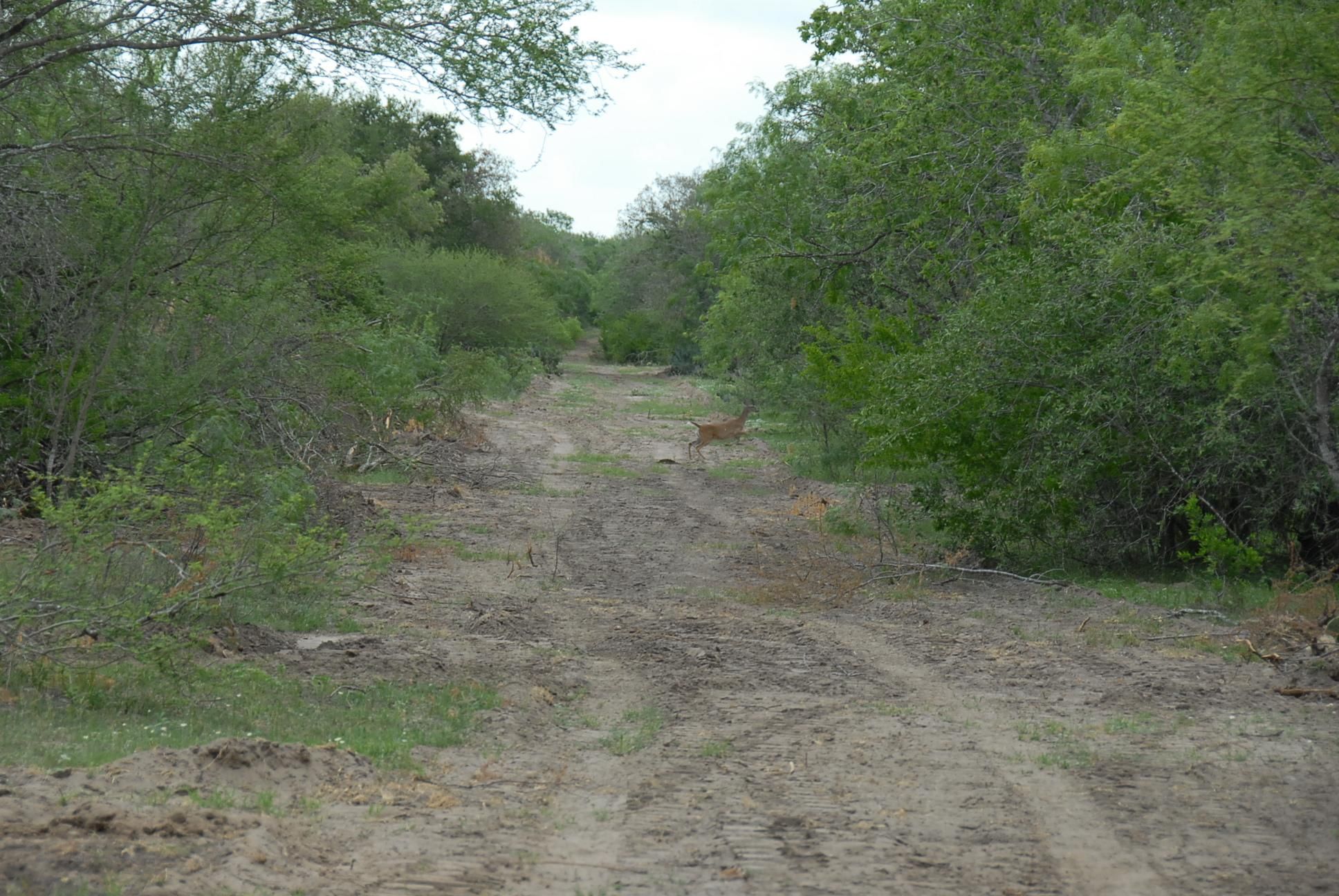 200 acres in Karnes County, Texas