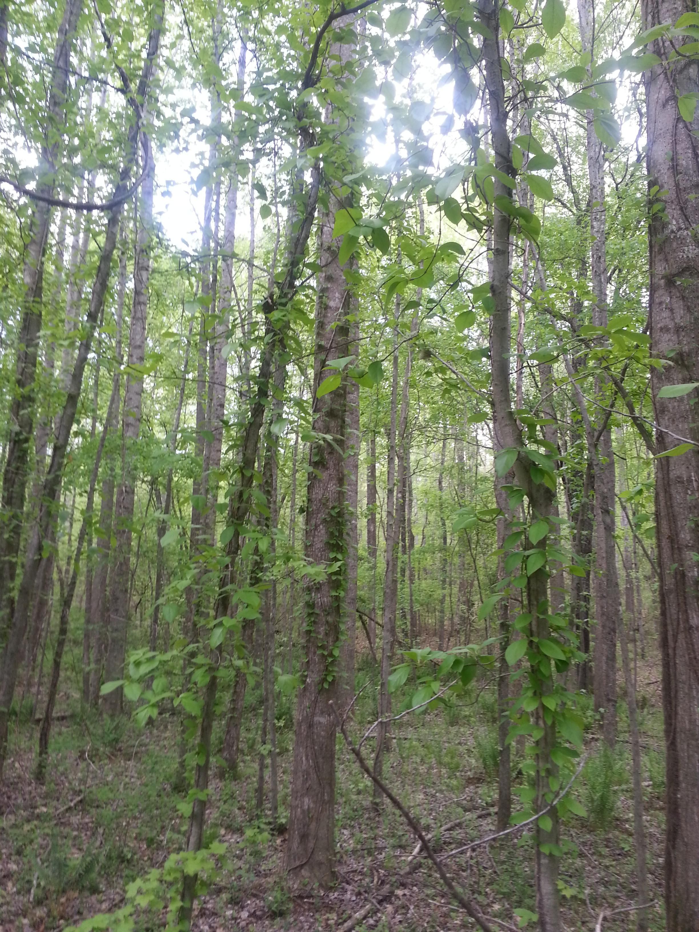 1610 US HWY 72 W, Walnut, MS 38683