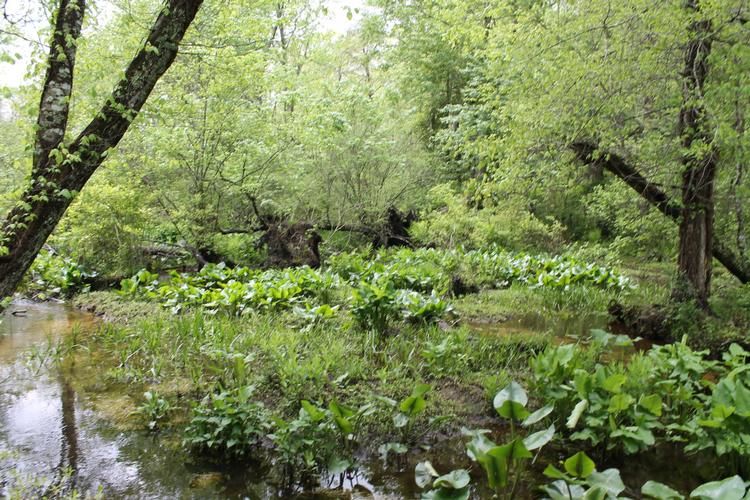 5.39 acres in Northumberland County, Virginia