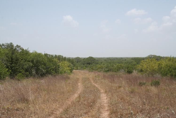 667 acres in Bee County, Texas