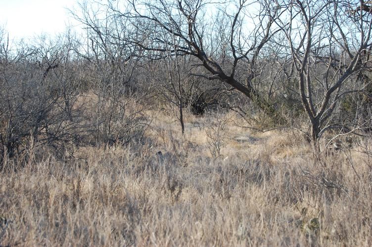 310 acres in Concho County, Texas