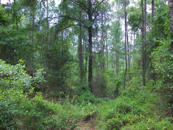 36 acres in Pulaski County,