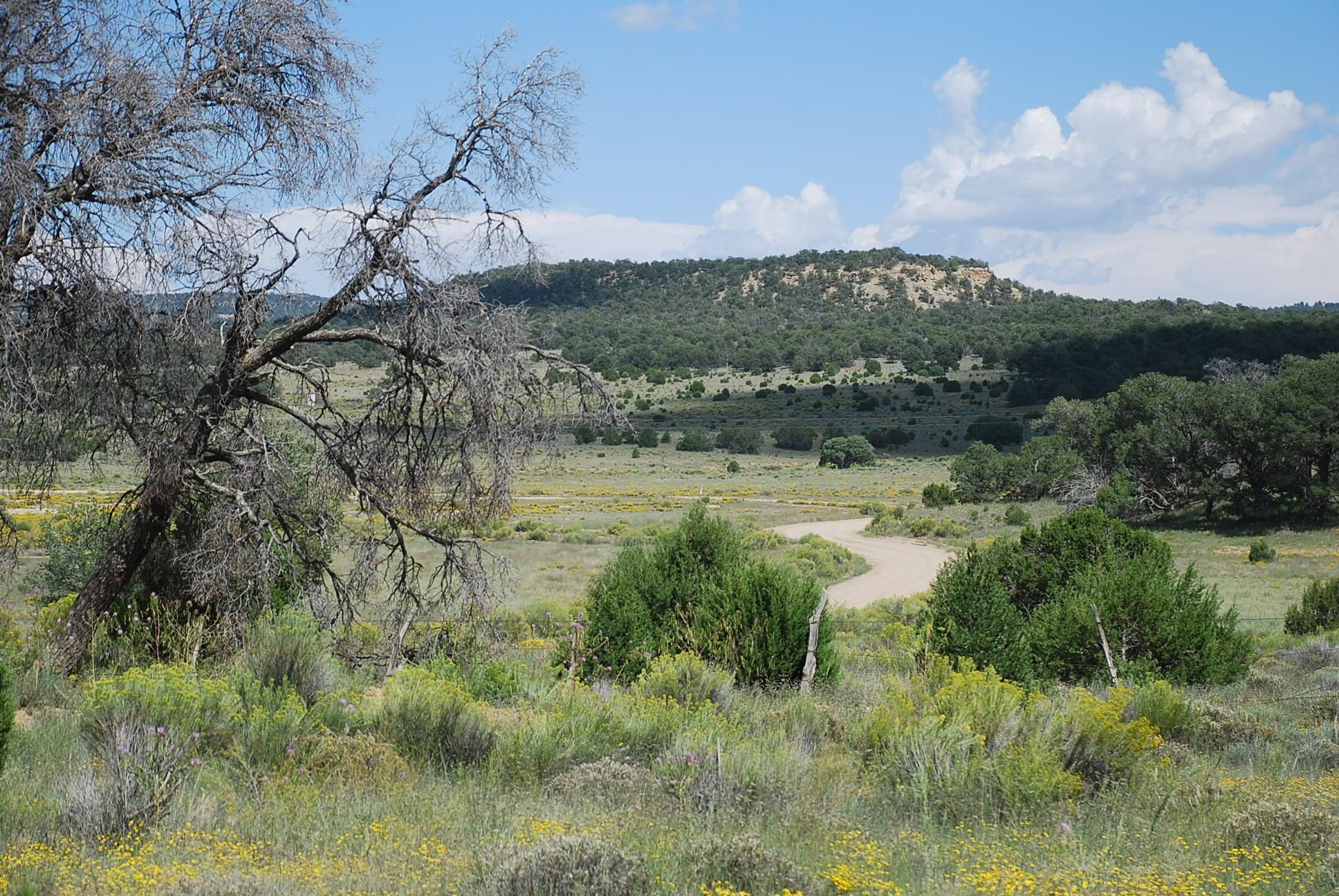 20 acres in Catron County, New Mexico