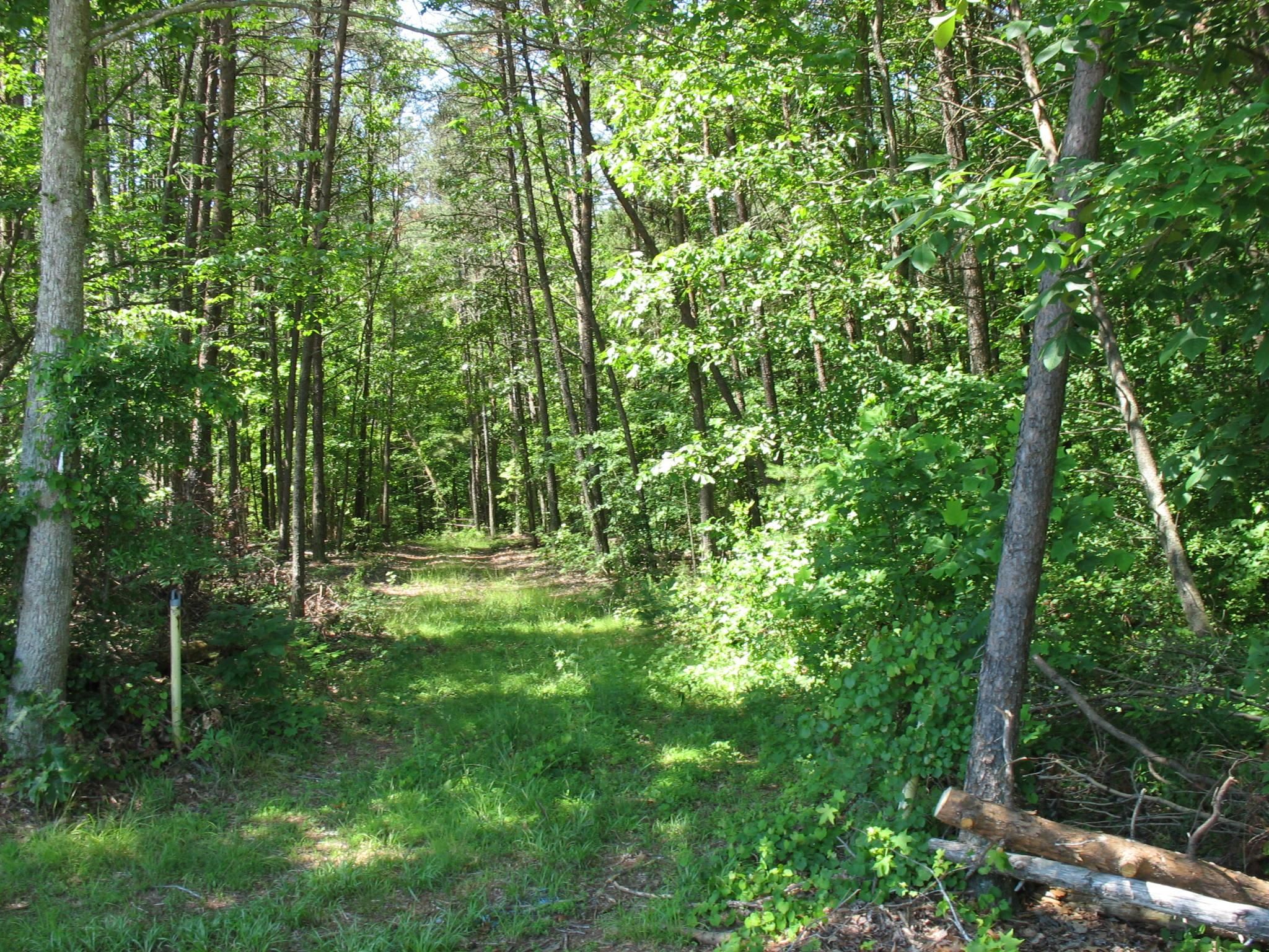 253 acres in Caroline County, Virginia