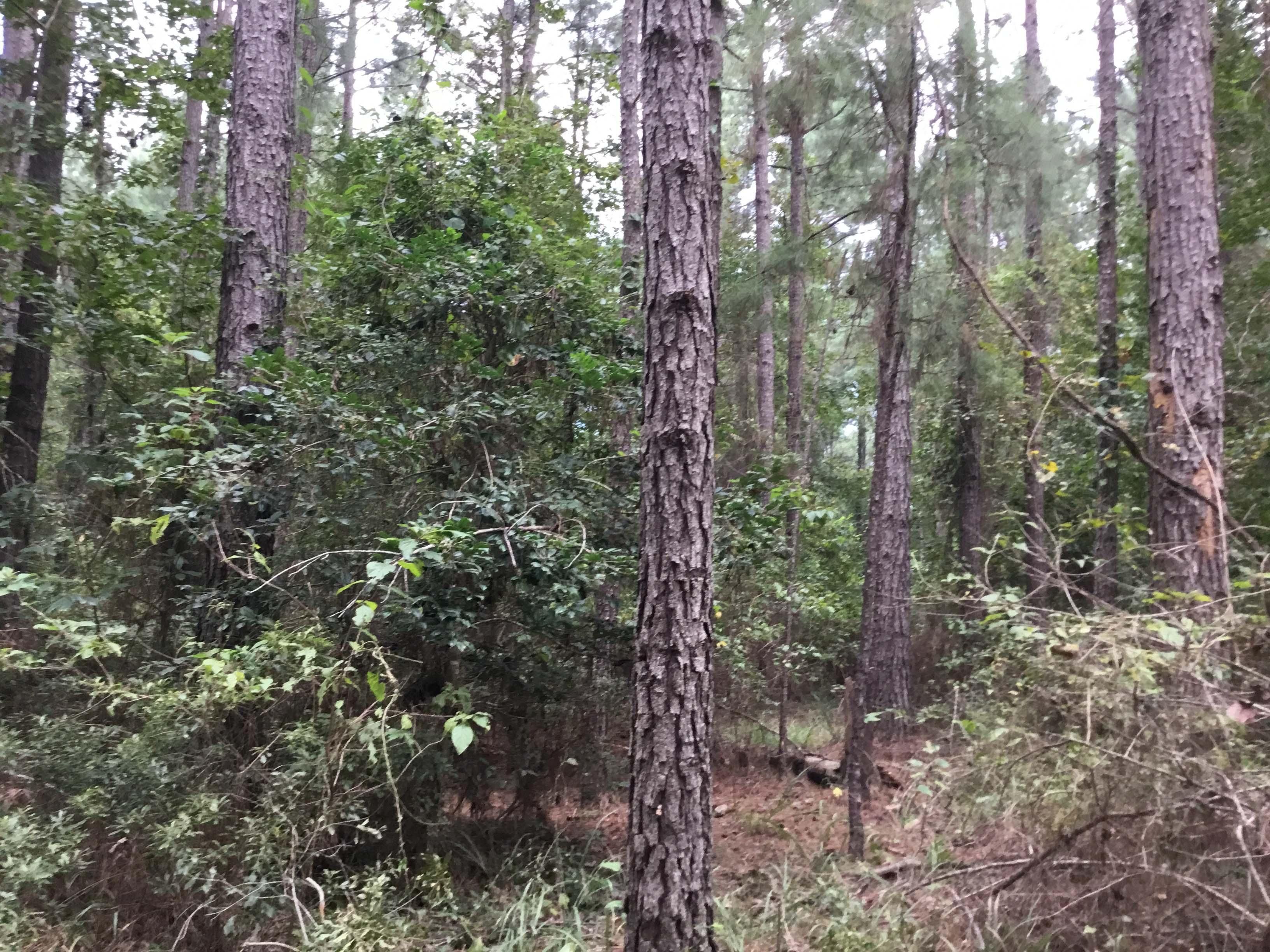 40 acres in Columbia County, Arkansas