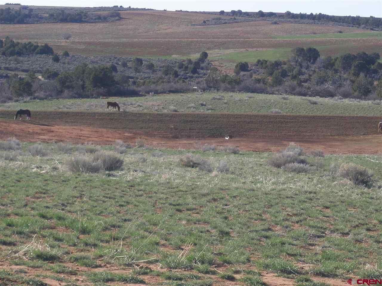 40 acres in Montezuma County, Colorado