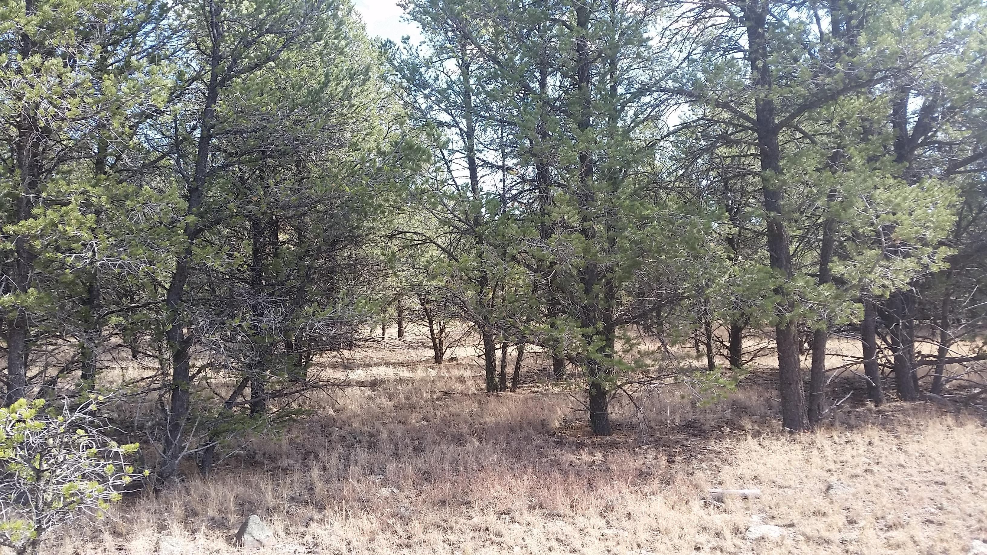 Quemado Lake Estates, Quemado, NM 87829