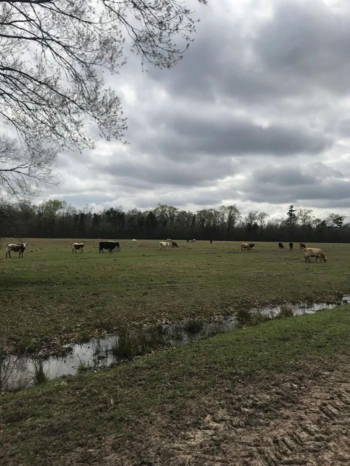 100 acres in Hardin County, Texas