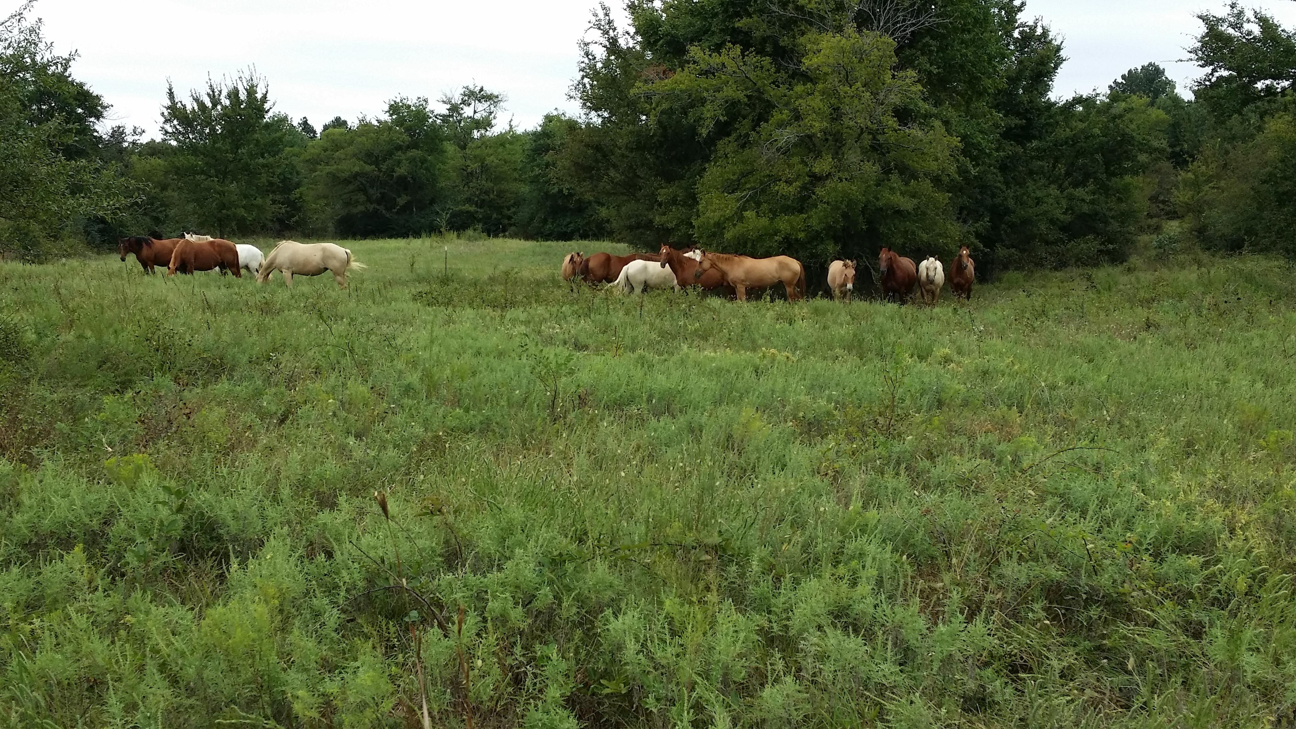 317 acres in McIntosh County, Oklahoma