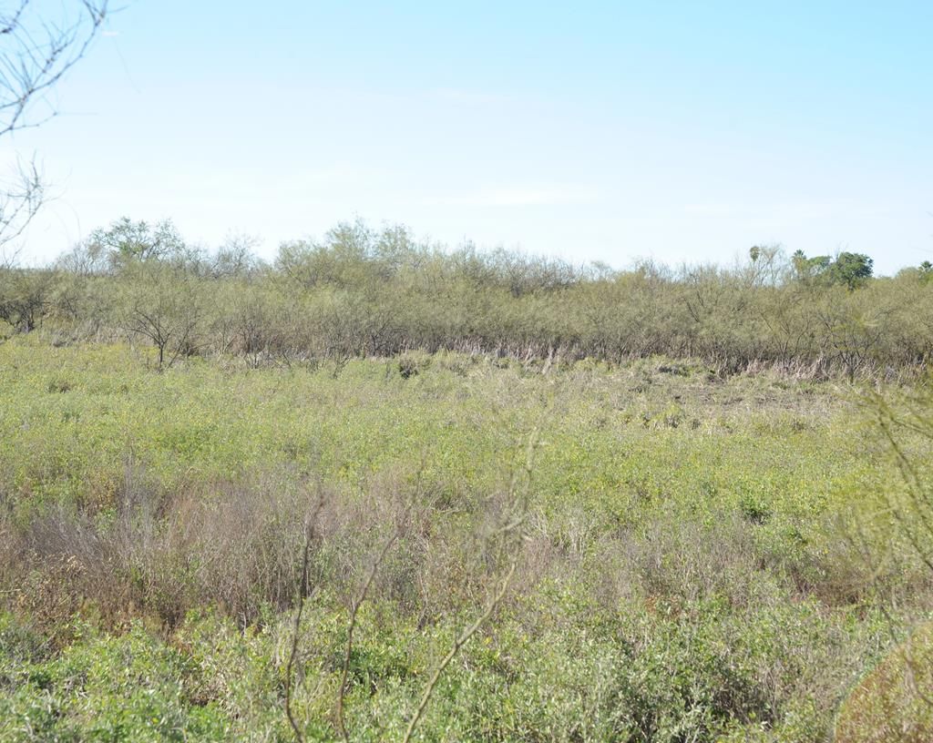 80 acres in Willacy County, Texas