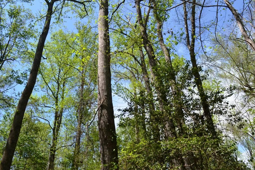 144 acres in Lee County, South Carolina