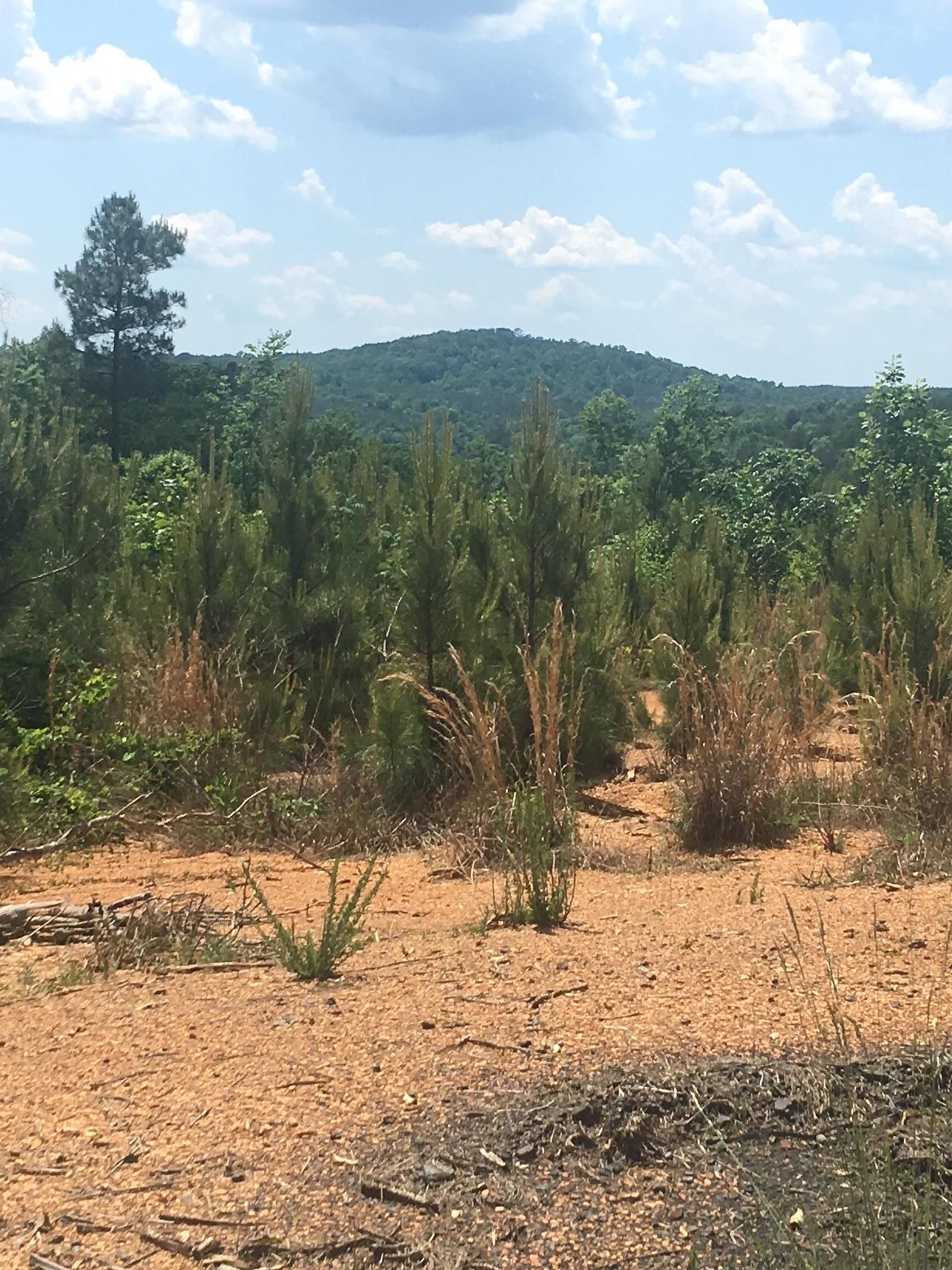 100 acres in Tuscaloosa County, Alabama