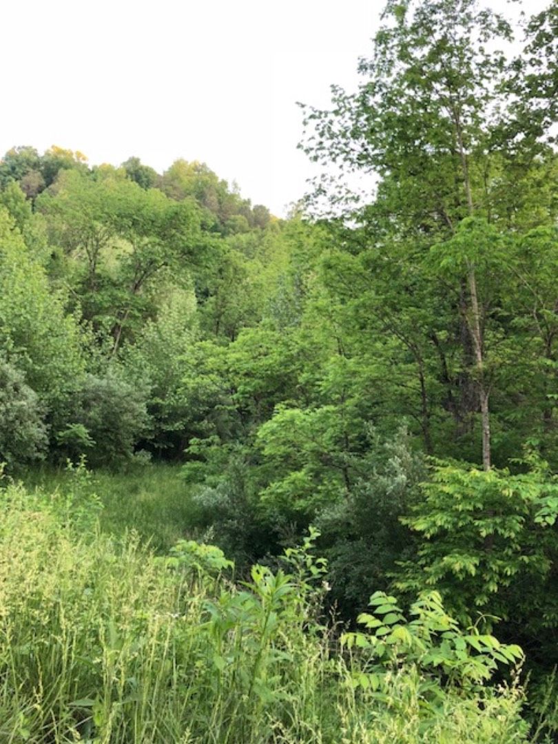 100 acres in Elliott County, Kentucky