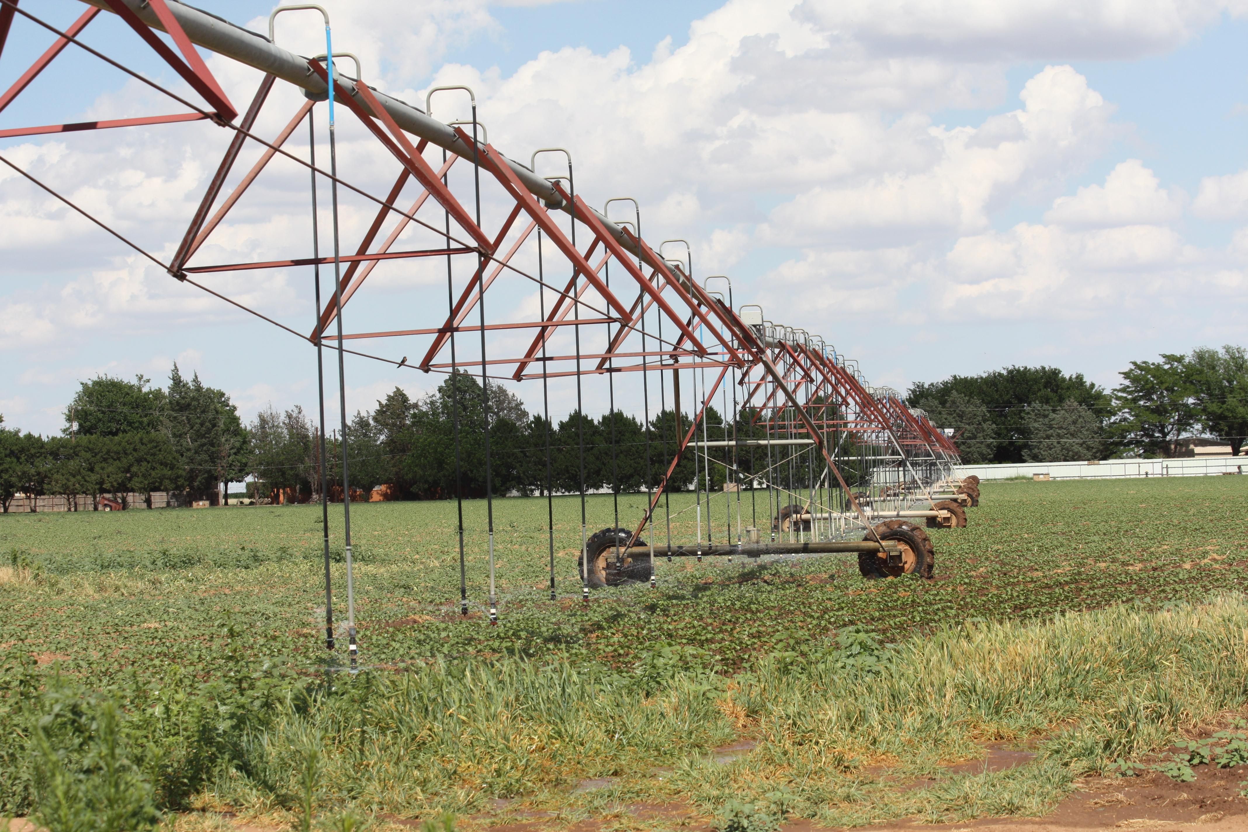 144 acres in Lamb County, Texas