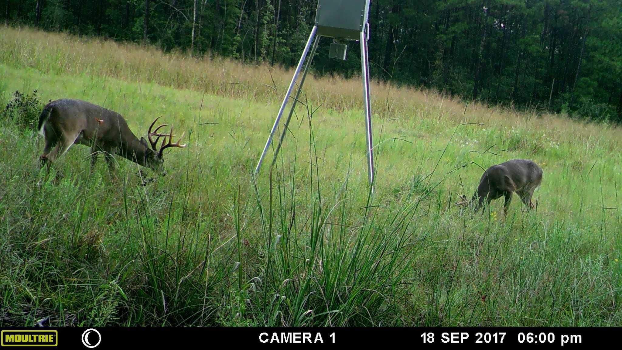 163 acres in Polk County, Texas