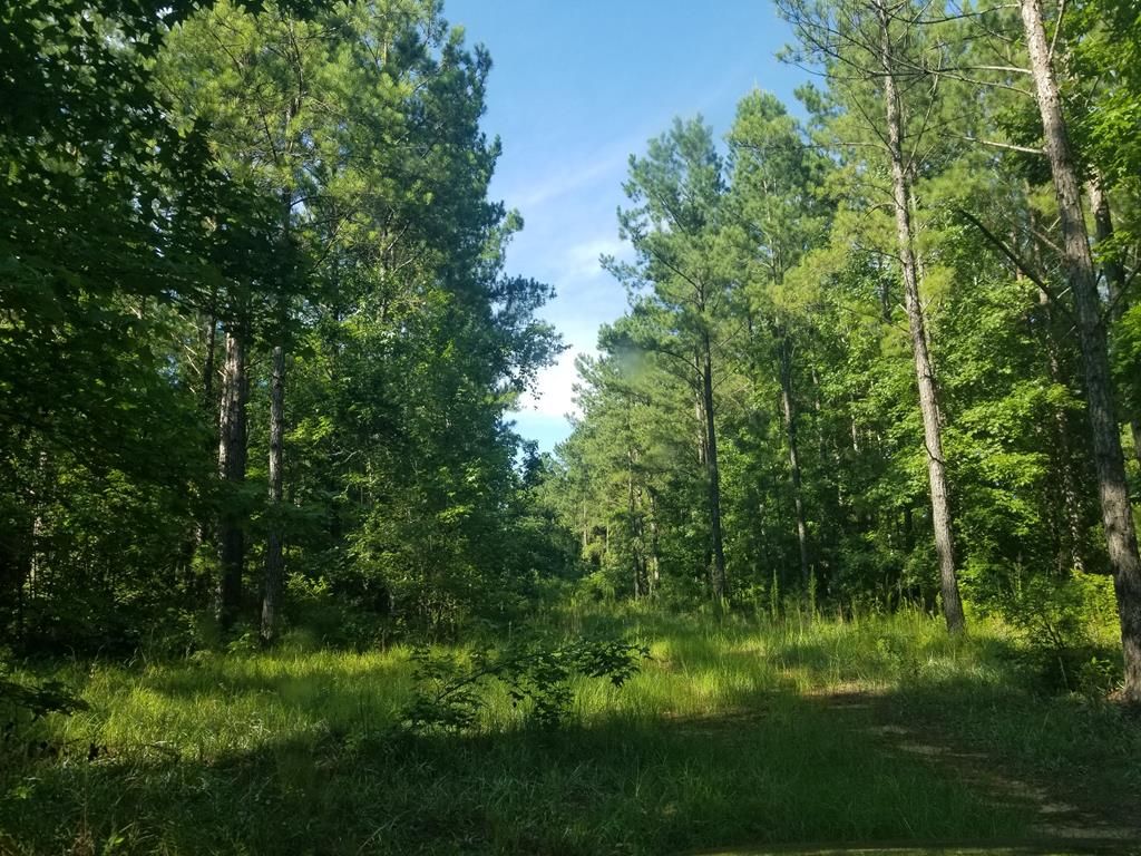 131 acres in Barbour County, Alabama