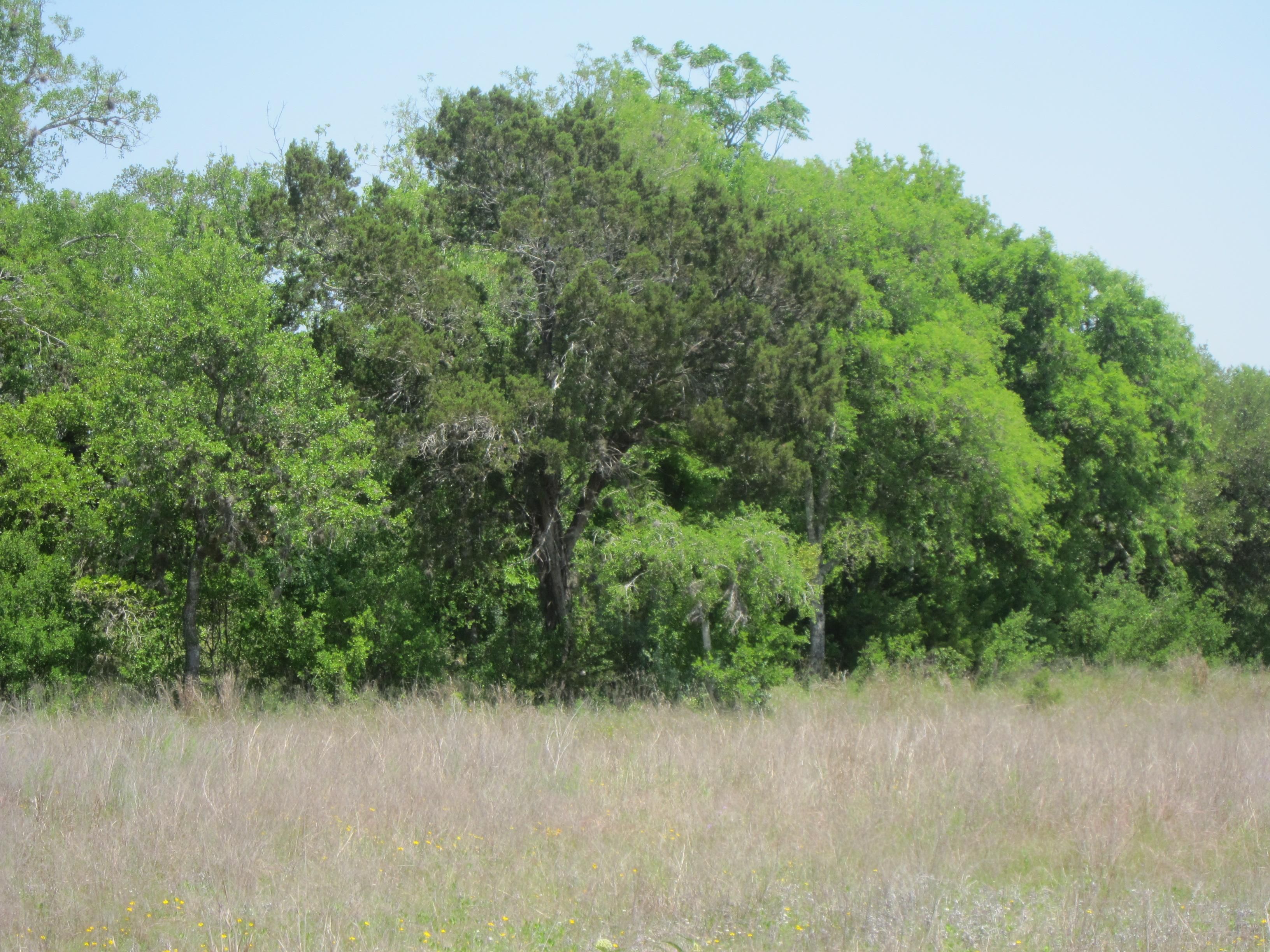 Cielo Rio Drive, Pipe Creek, TX 78063 | MLS: 1306994 | Land.com
