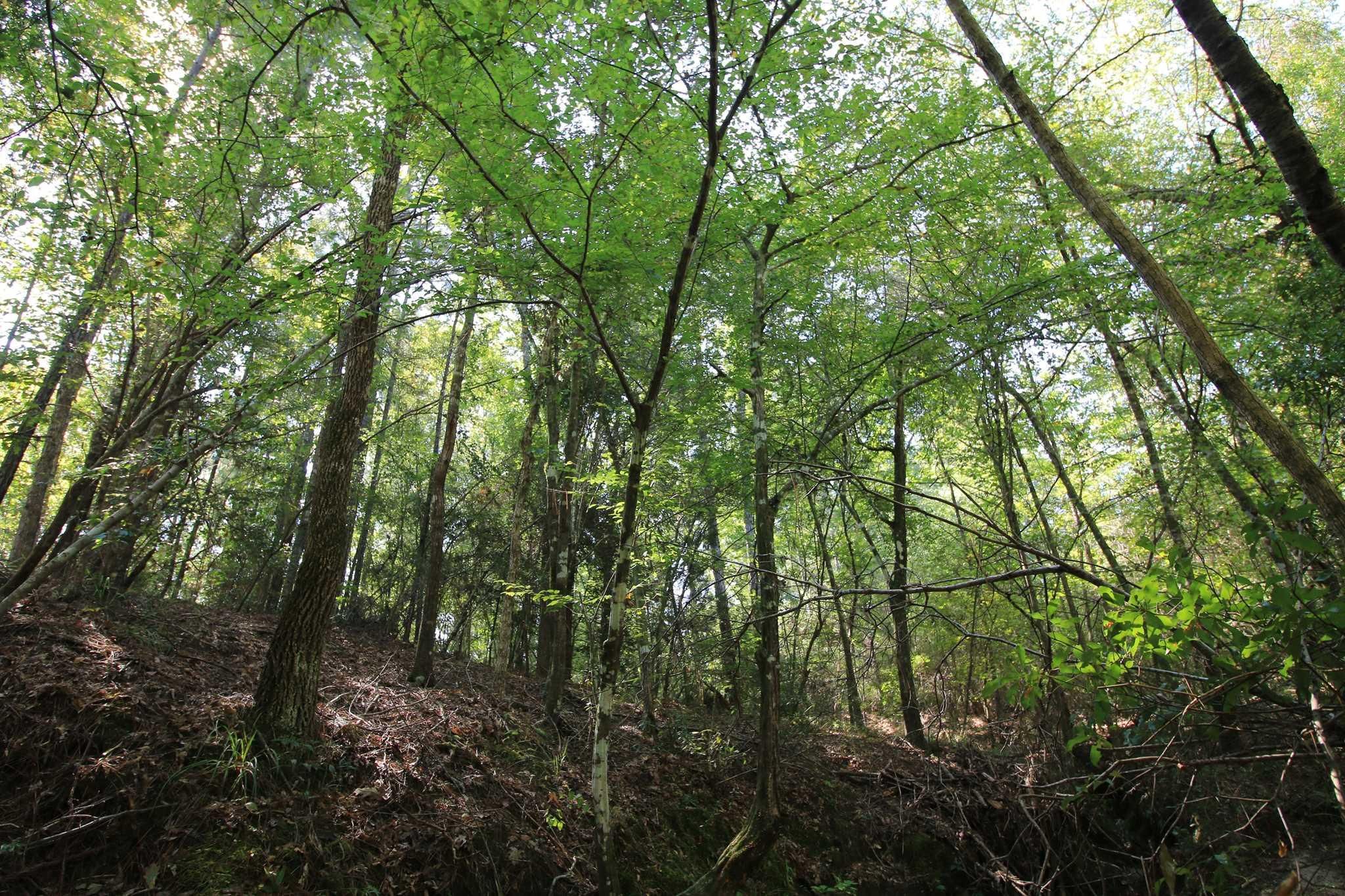 305 acres in Polk County, Texas