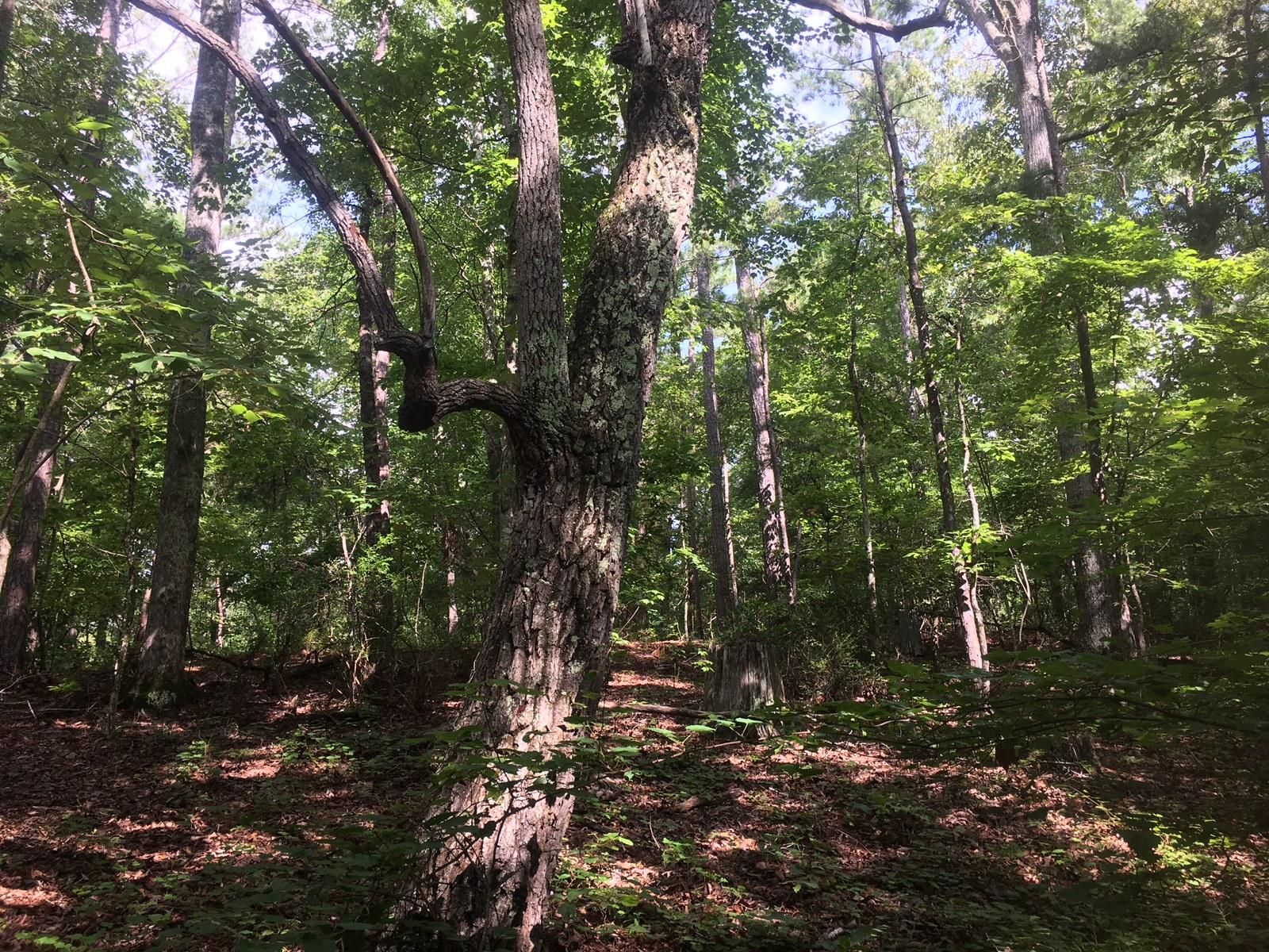 59 acres in Bibb County, Alabama