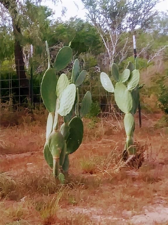 20 acres in Duval County, Texas