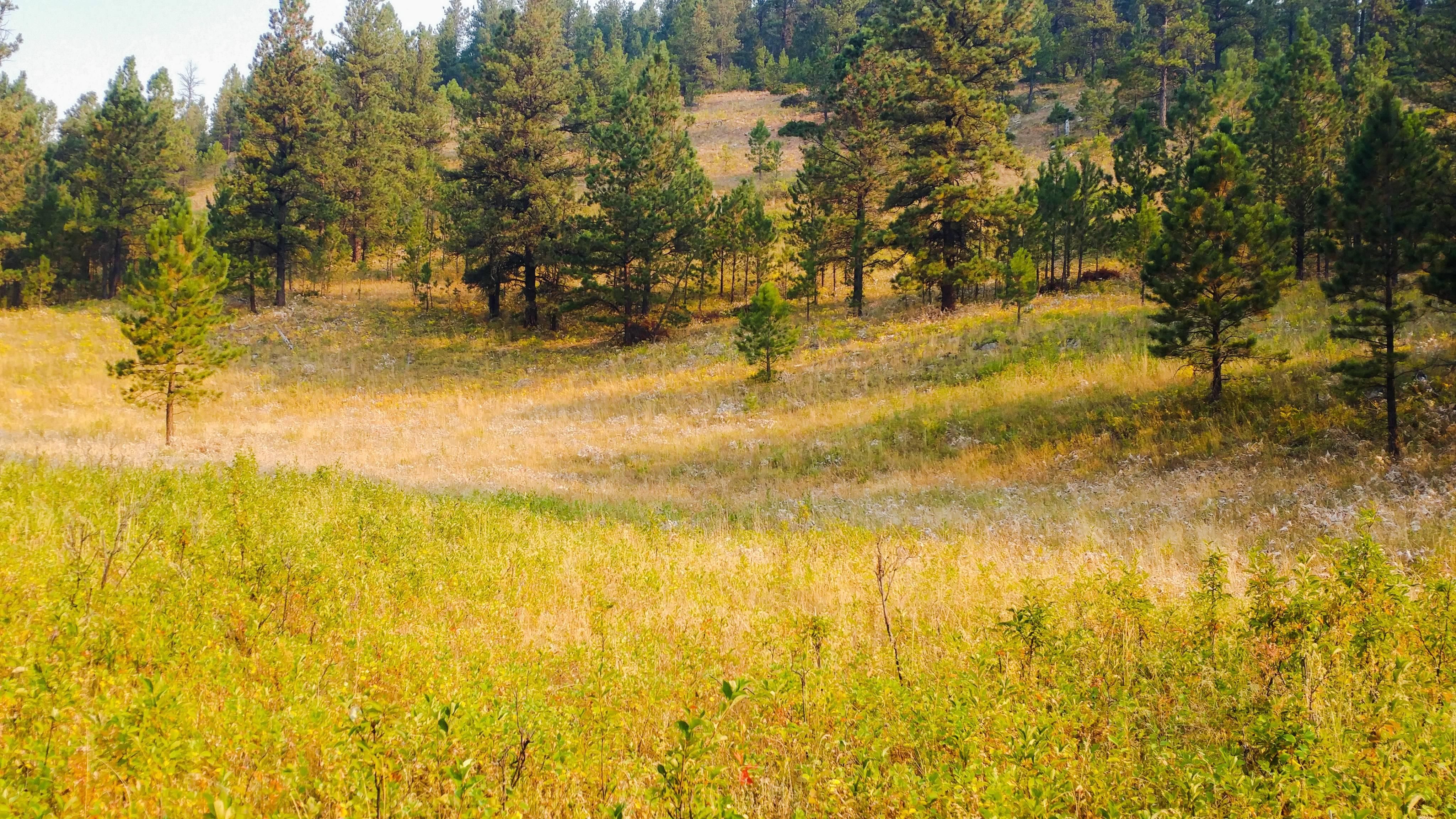 40 acres in Fergus County, Montana