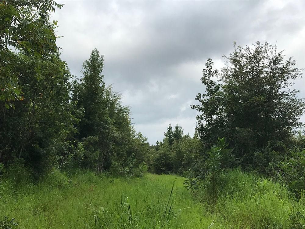 50 acres in Lauderdale County, Mississippi