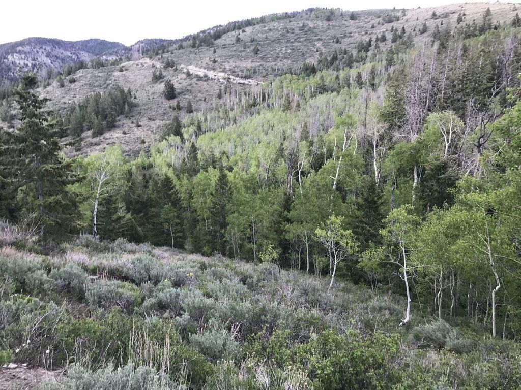 Argyle Canyon Road, Duchesne, UT 84021 MLS 1717606