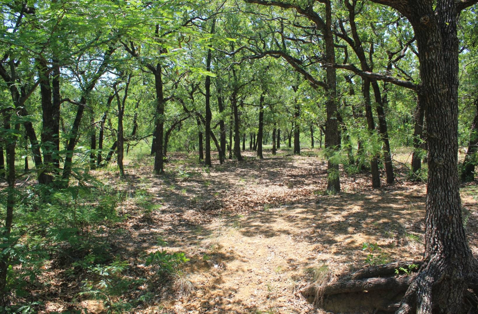 80 acres in Montague County, Texas