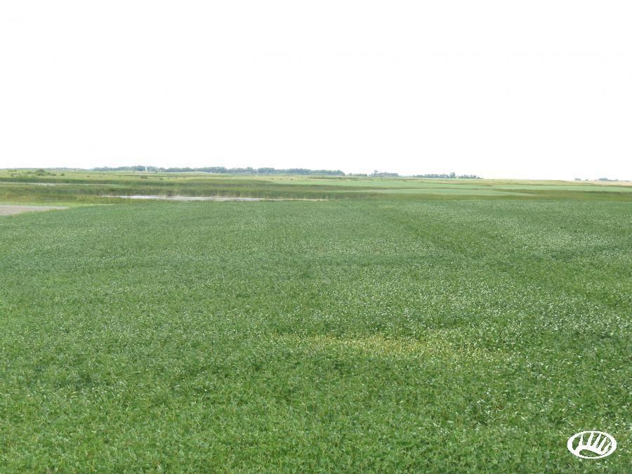 80 acres in Walsh County, North Dakota