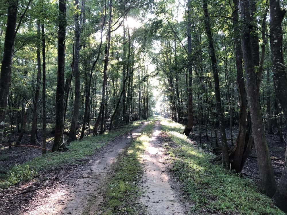 7262 Sand Hills Rd, Tillman, SC 29943