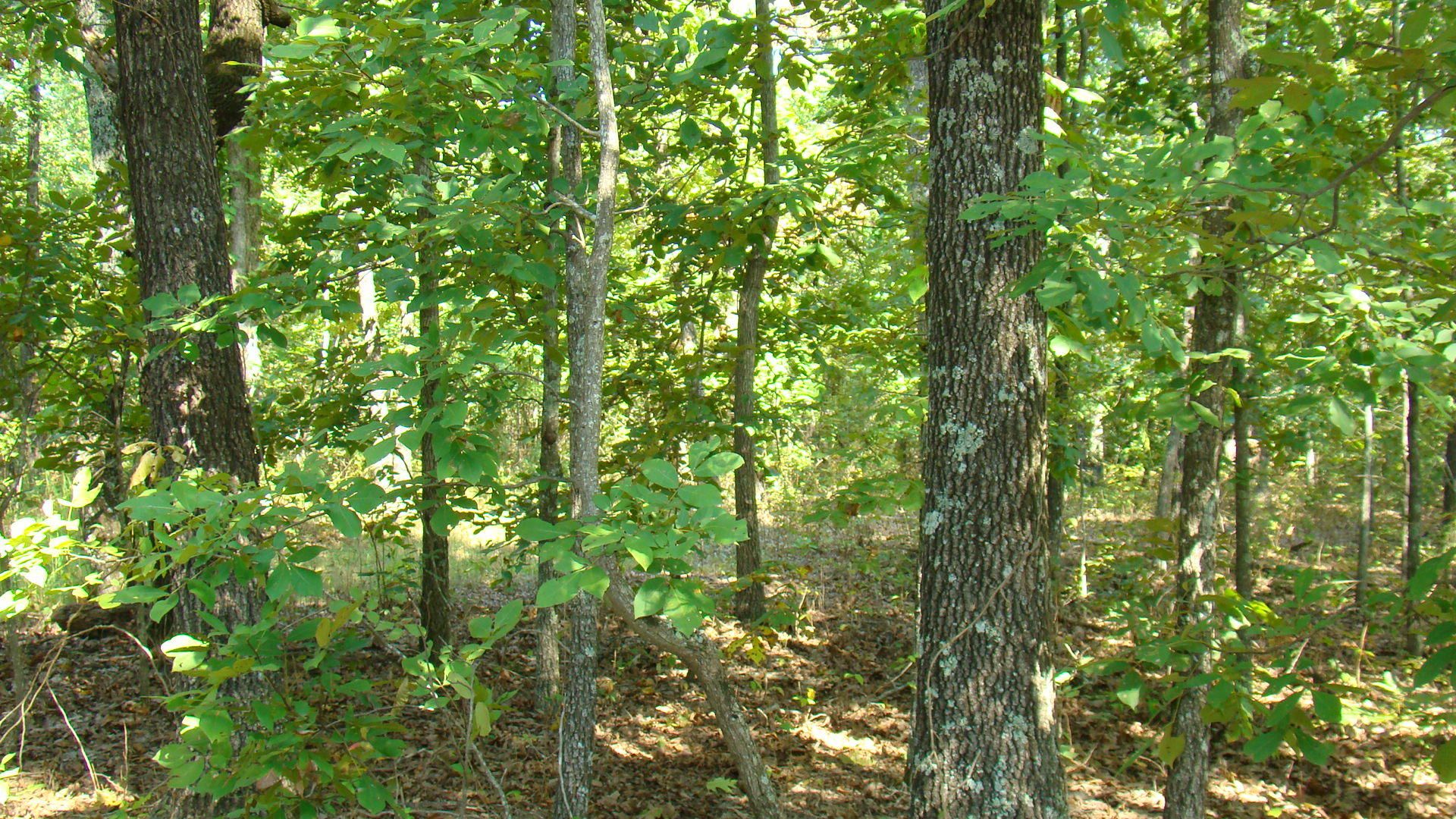 26 acres in Howell County, Missouri