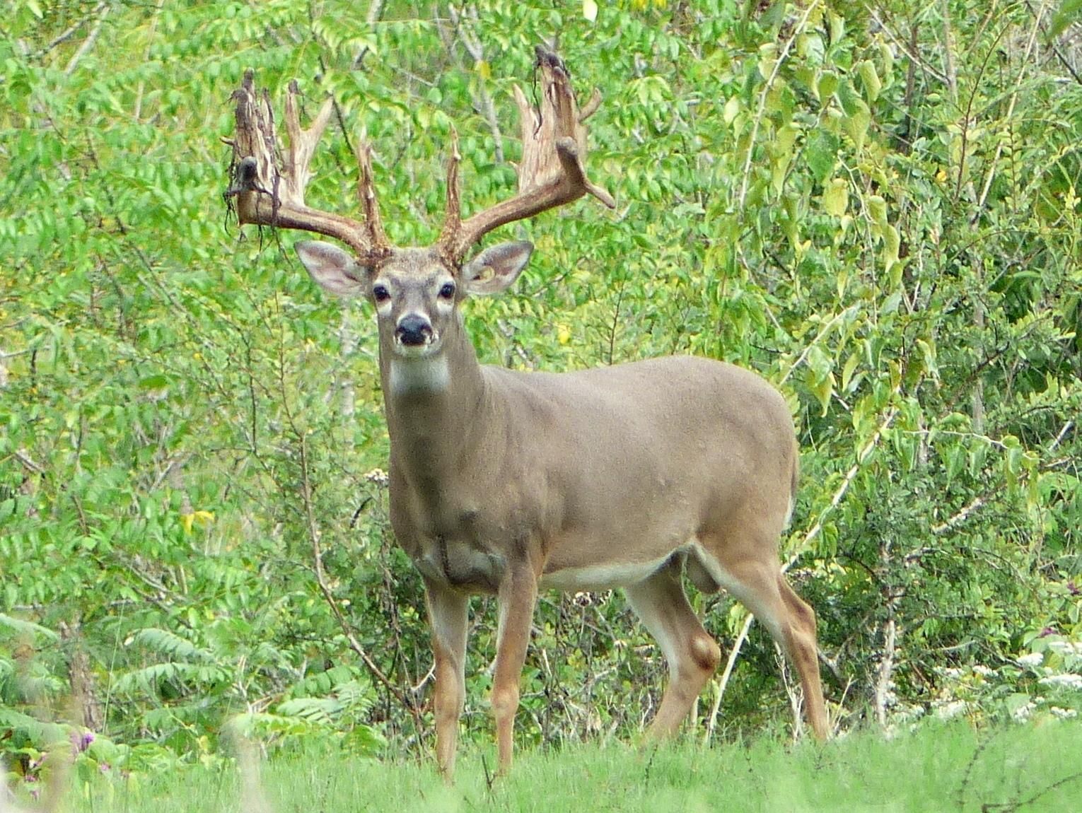339 acres in Saltillo, TX, 75457