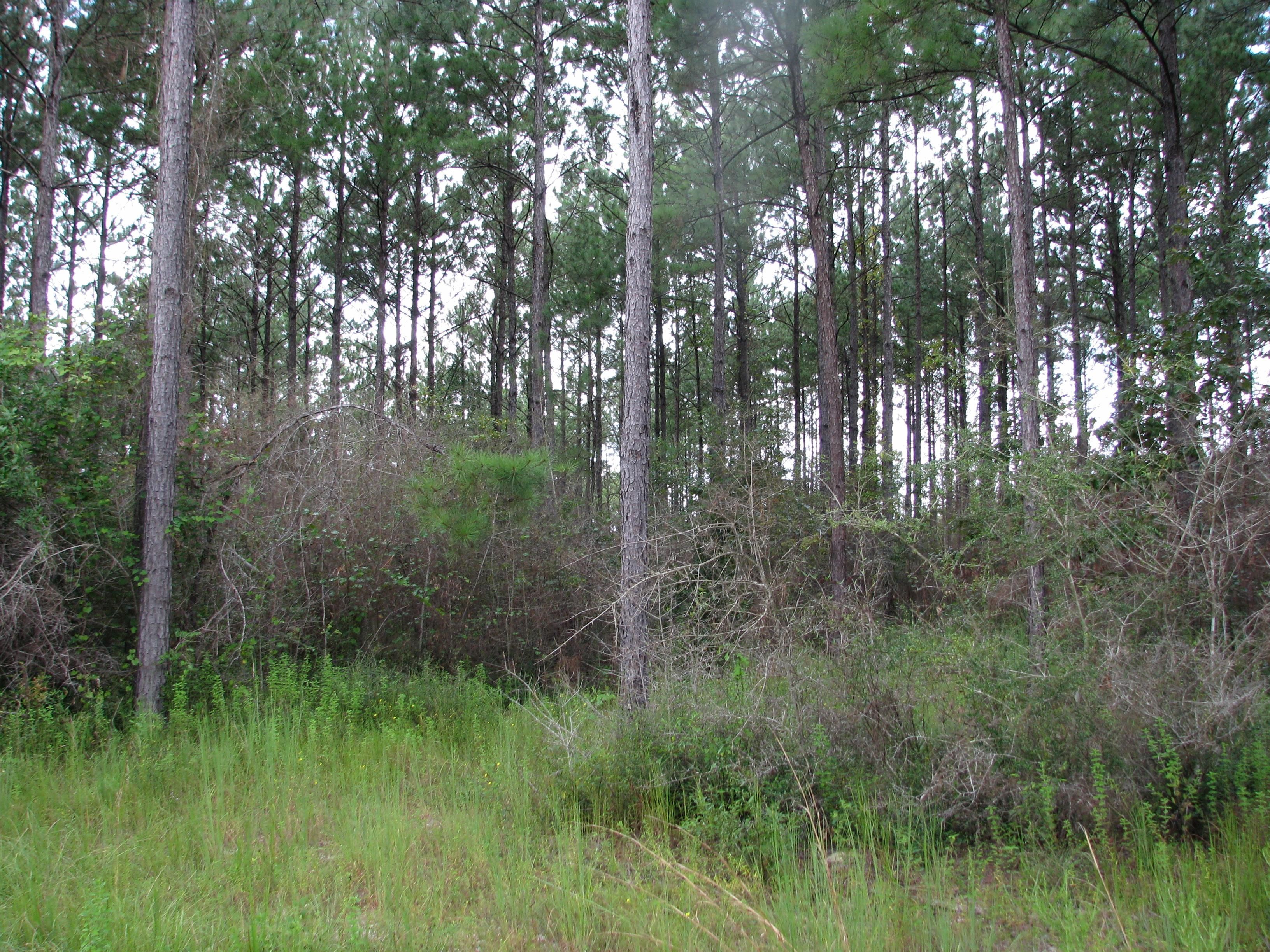 39 acres in Escambia County, Alabama