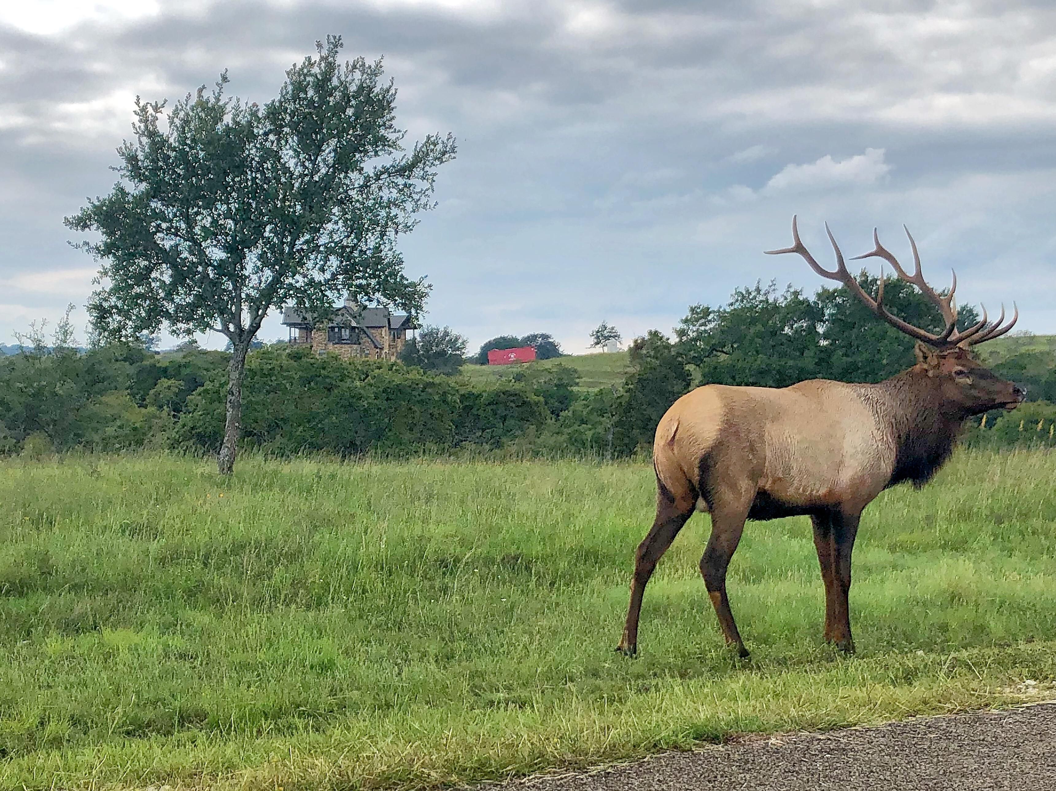 Brushy Top Trail, Blanco, TX 78606