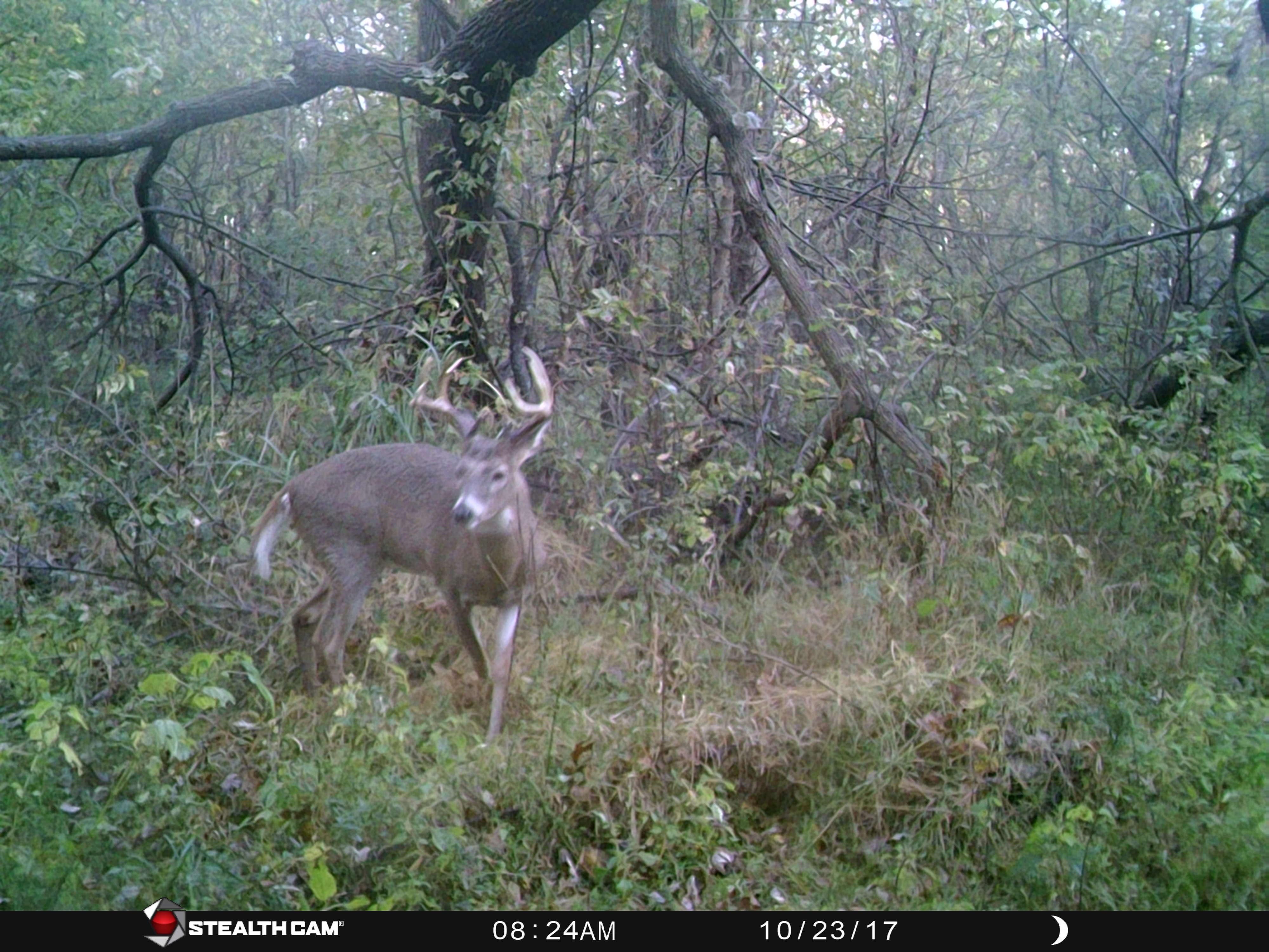 311 acres in Bates County, Missouri