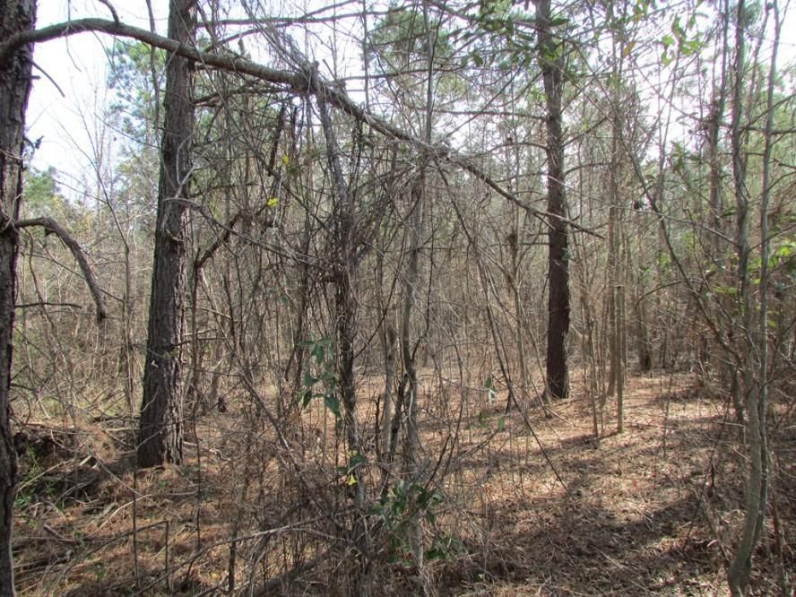 8 acres in Clarendon County, South Carolina