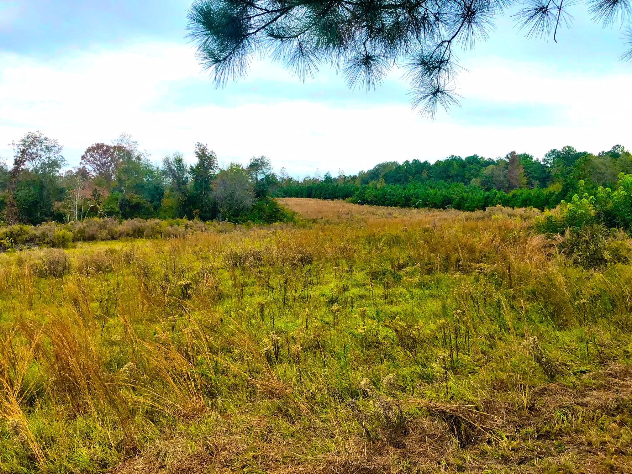 53 acres in Macon County, Alabama