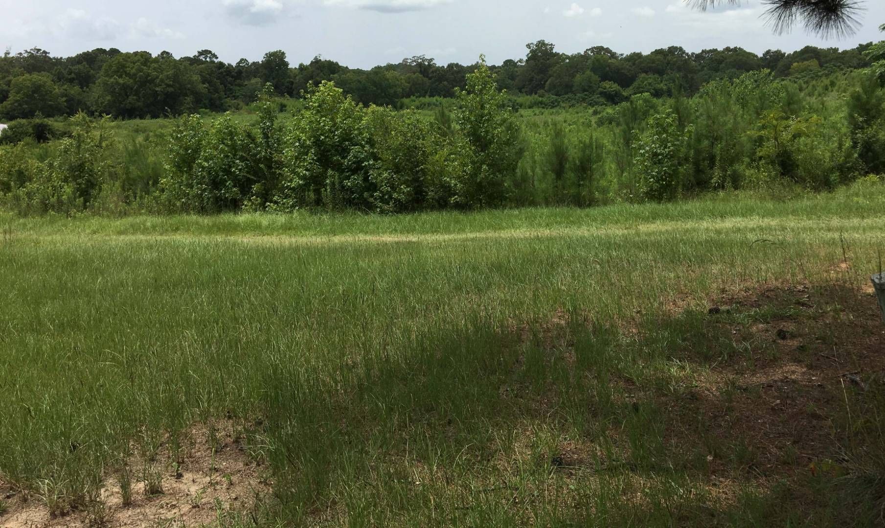 40 acres in Sabine Parish, Louisiana
