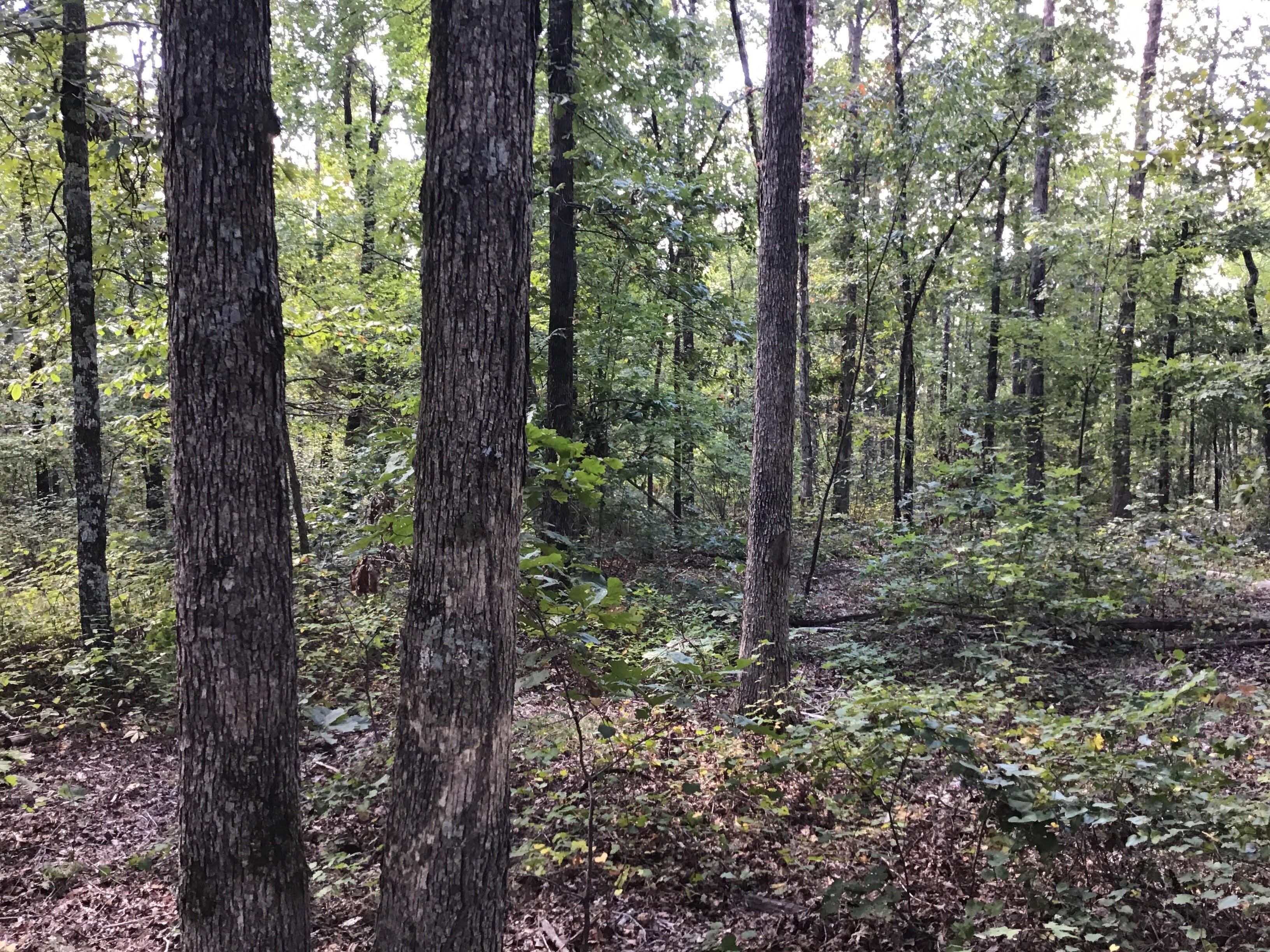 20 acres in Stone County, Arkansas