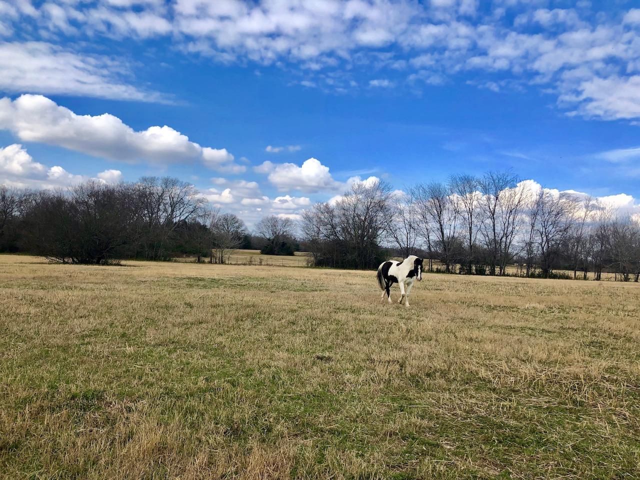 54.01 acres in Hopkins County, Texas