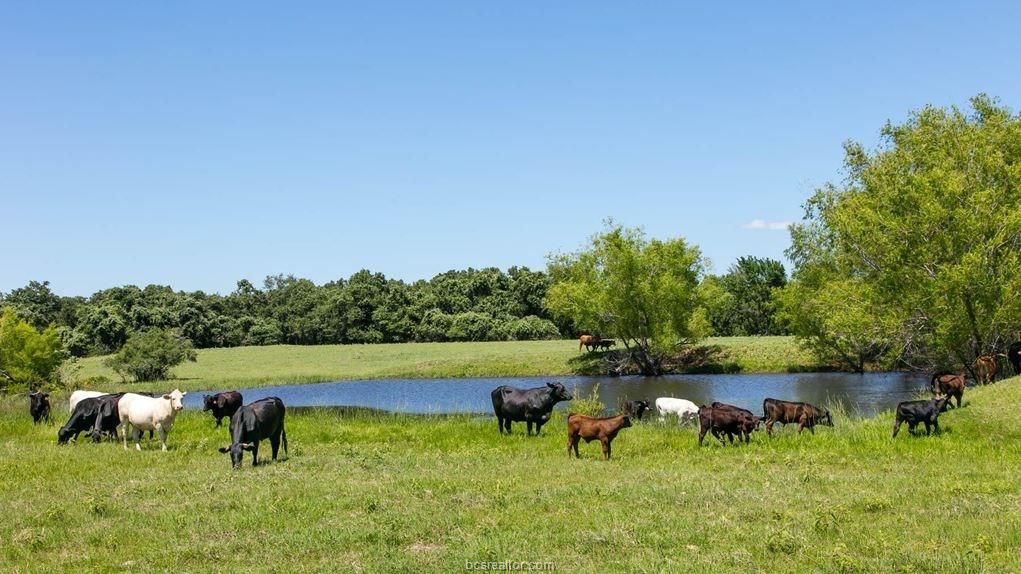 56.5 acres in Burleson County, Texas