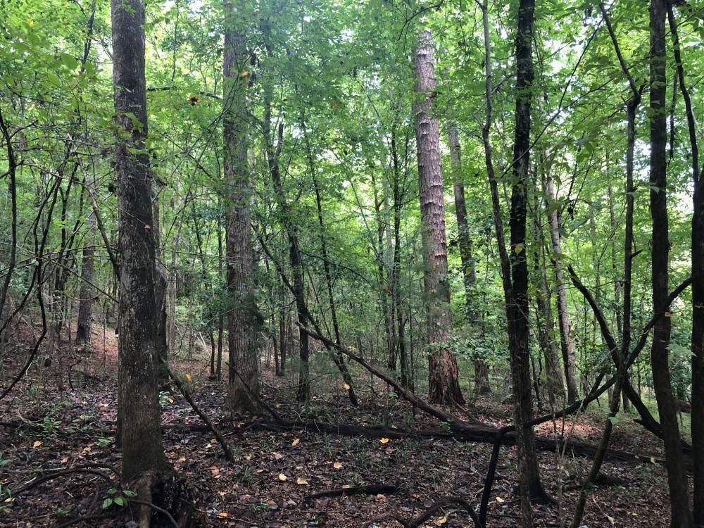 40 acres in Conecuh County, Alabama