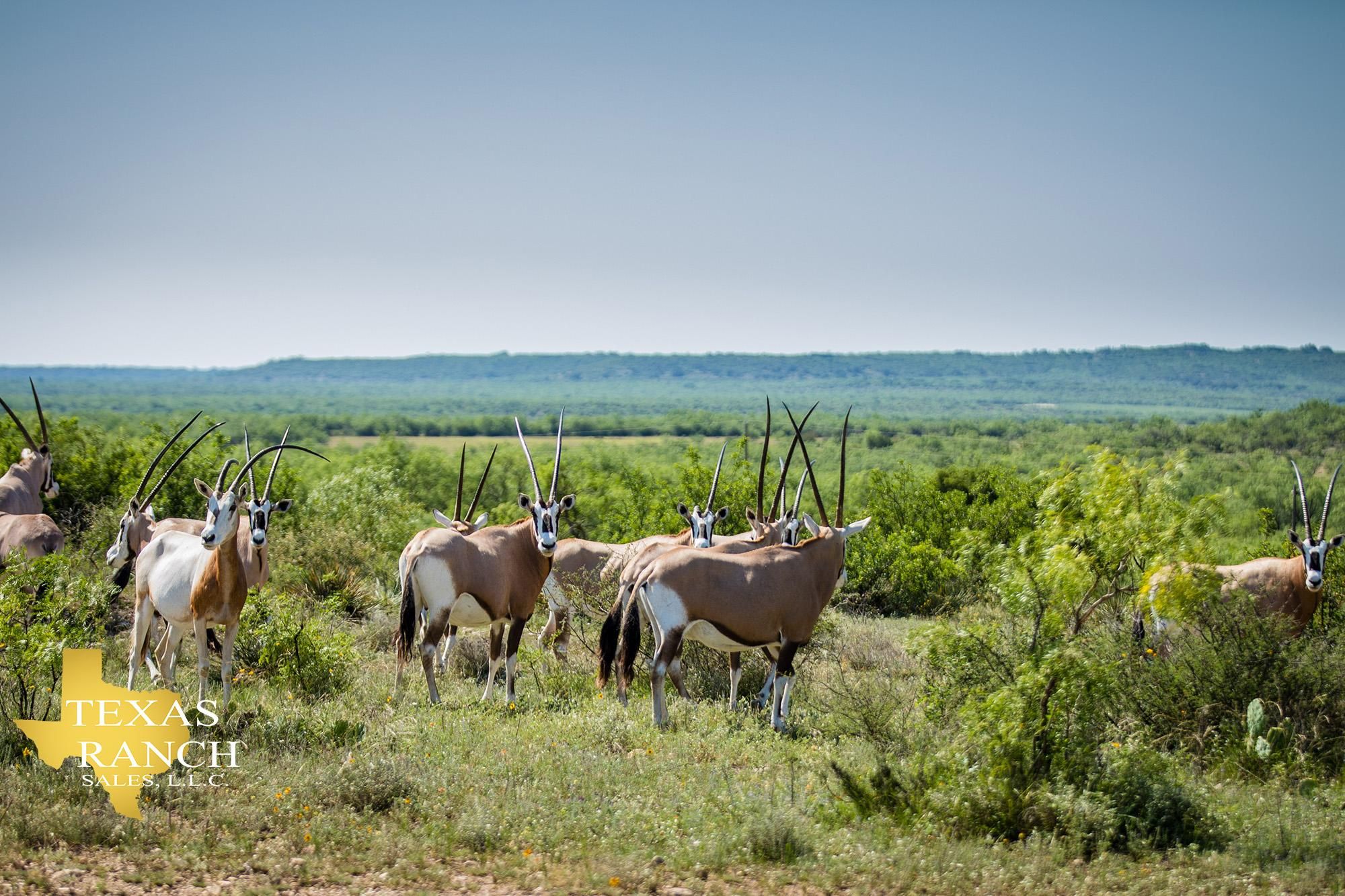 2,350 acres in Concho County, Texas