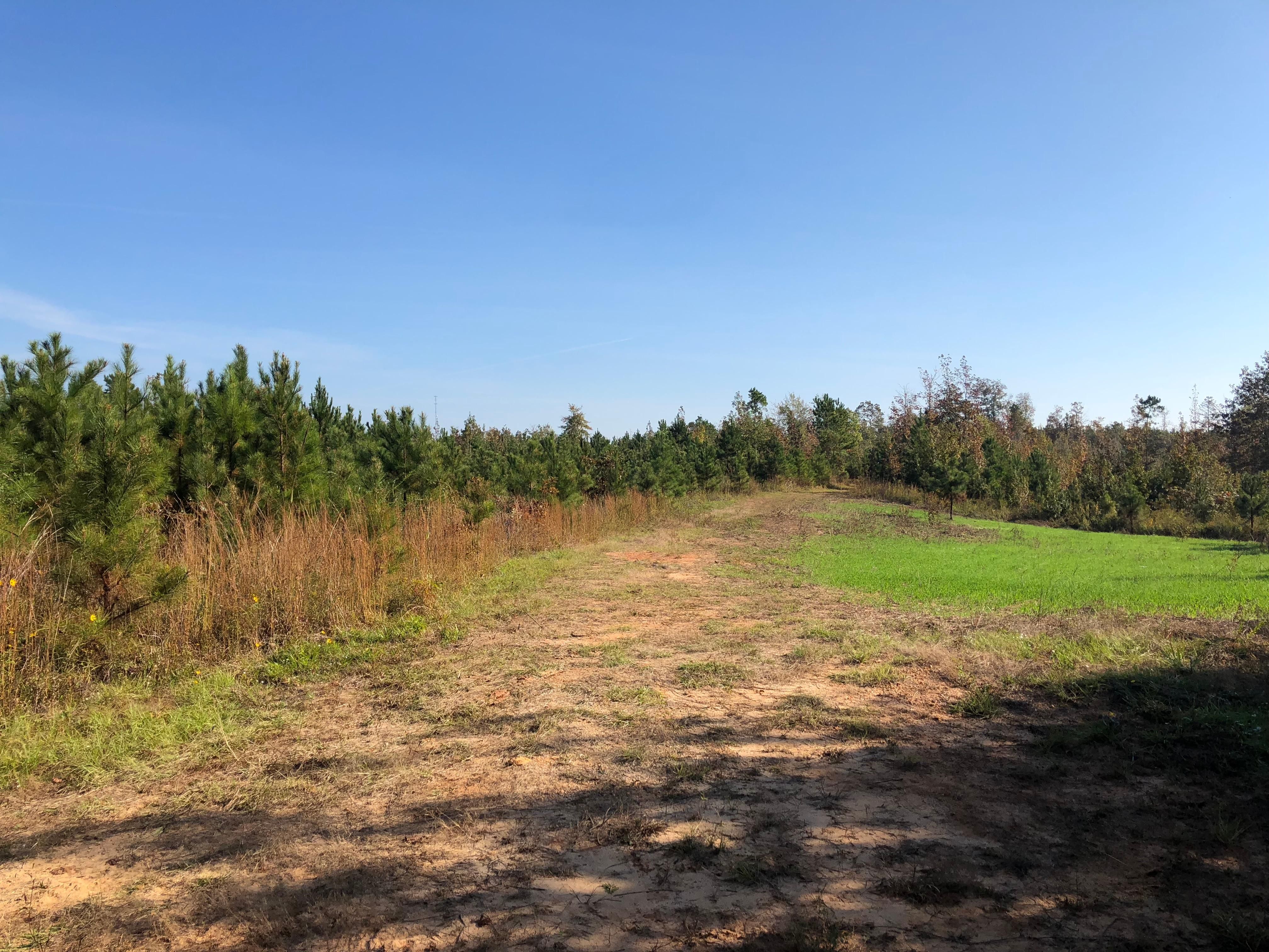 180 acres in Wilcox County, Alabama