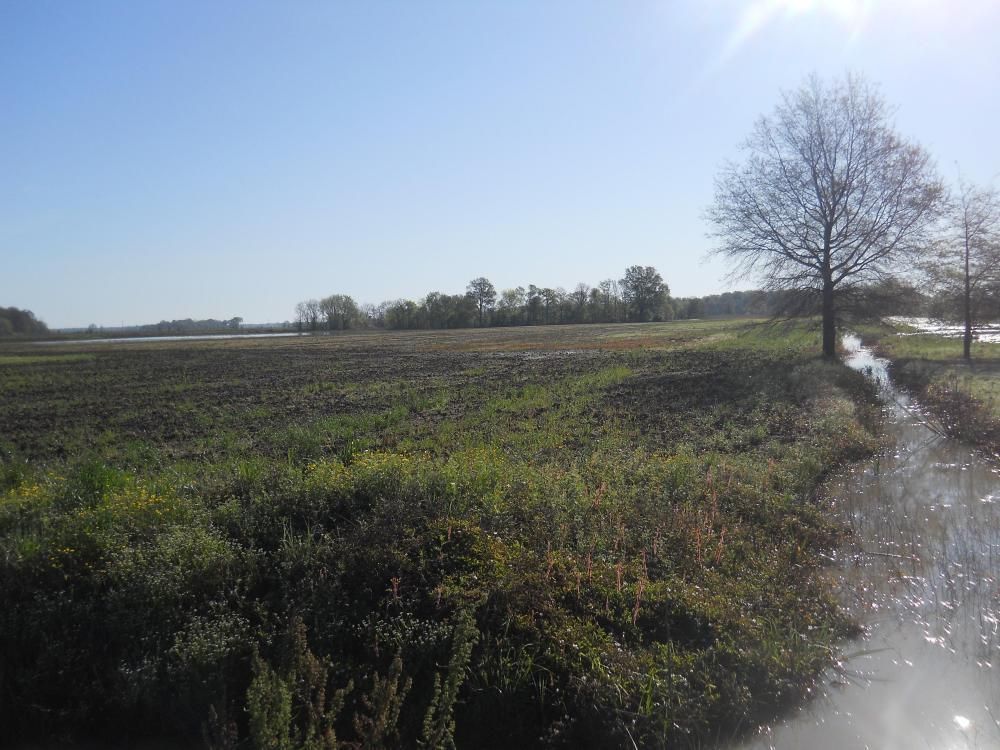 19 acres in Bolivar County, Mississippi