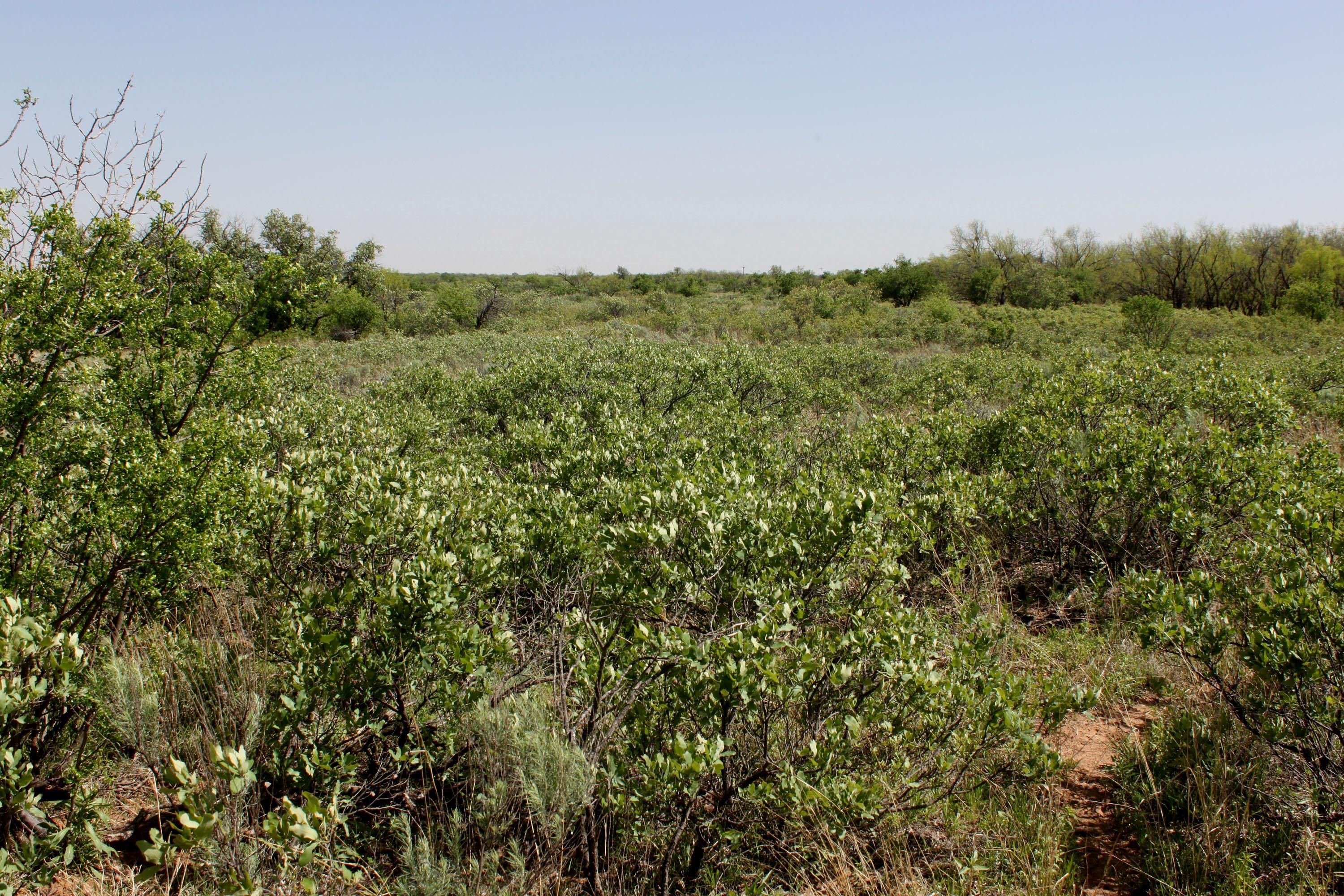 170 acres in Fisher County, Texas