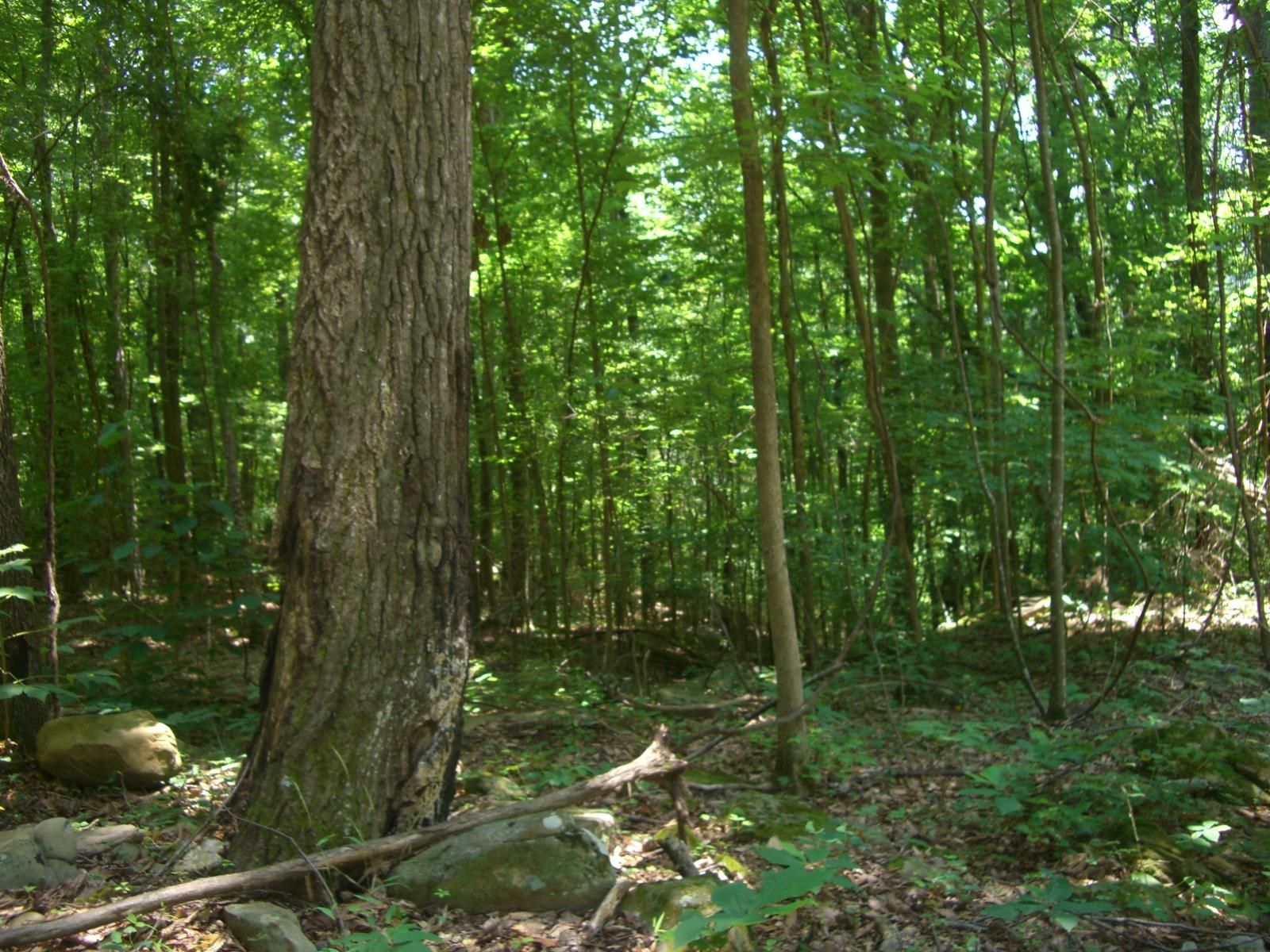 73 acres in Jackson County, Alabama