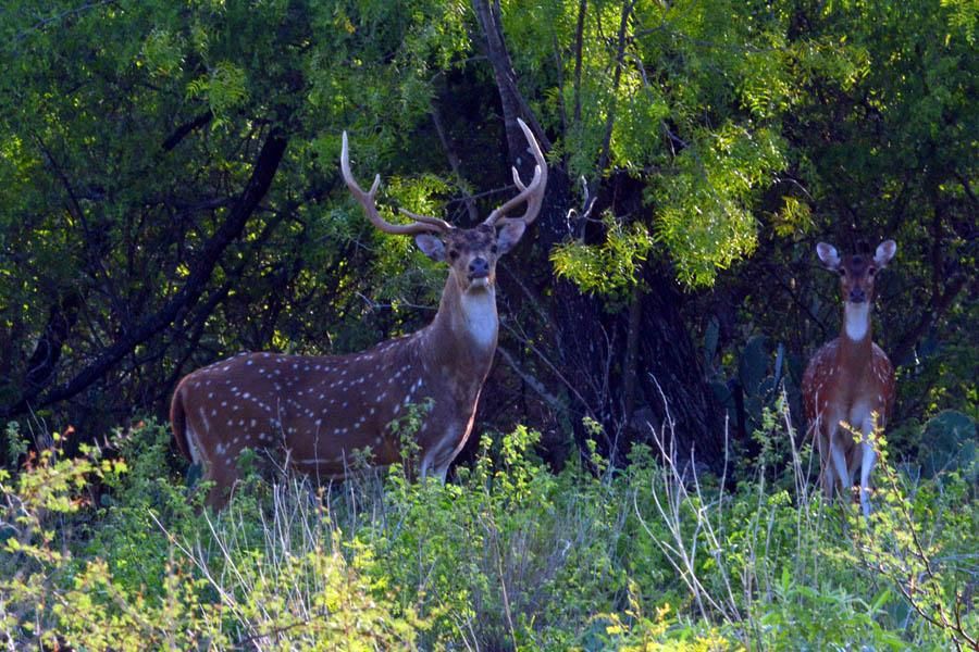 27.71 acres in Rocksprings, TX, 78880